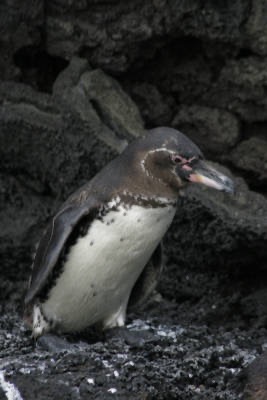 Galapagos_Land_D70183.jpg