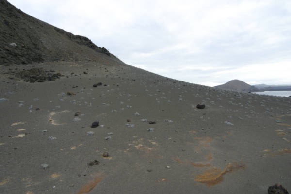 Galapagos_Land_D70247.jpg