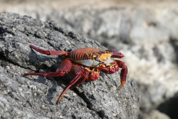 Galapagos_Land_D80005.jpg