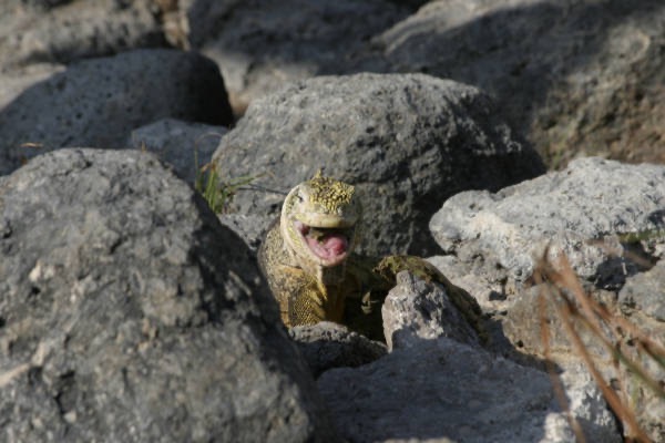 Galapagos_Land_D80032.jpg