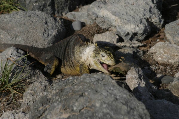 Galapagos_Land_D80038.jpg