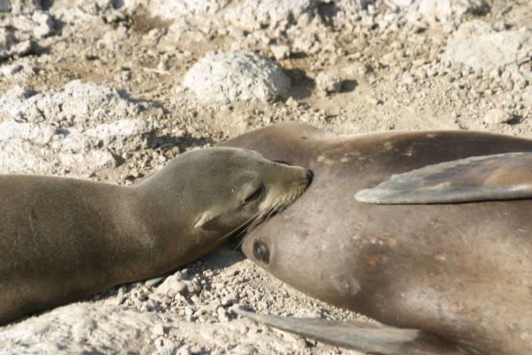 Galapagos_Land_D80043.jpg