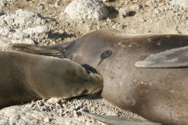 Galapagos_Land_D80044.jpg