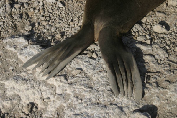 Galapagos_Land_D80048.jpg