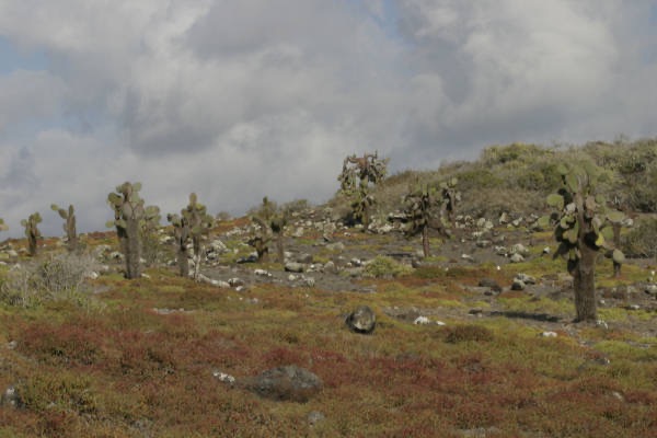 Galapagos_Land_D80053.jpg