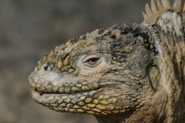 Galapagos_Land_D80057.jpg