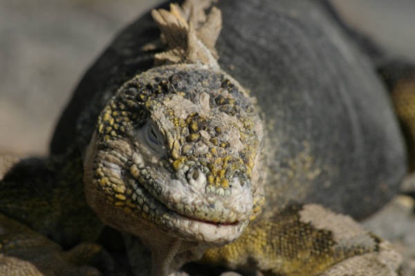 Galapagos_Land_D80062.jpg