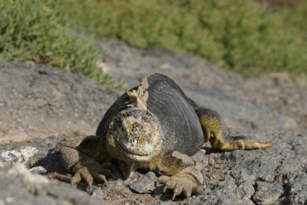 Galapagos_Land_D80066.jpg