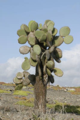 Galapagos_Land_D80073.jpg