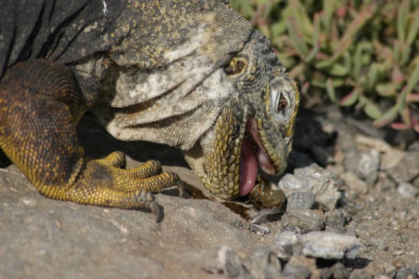 Galapagos_Land_D80091.jpg