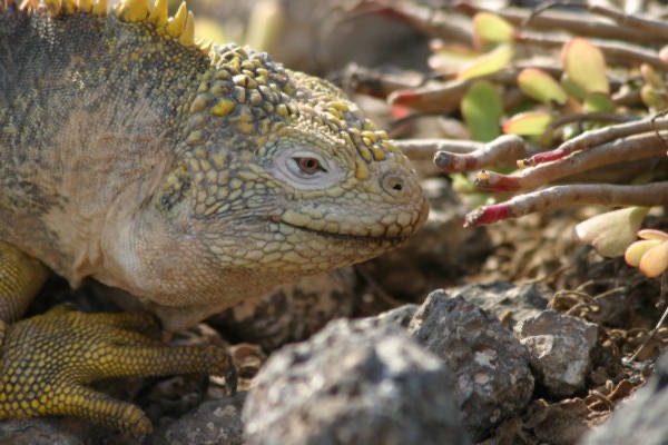 Galapagos_Land_D80108.jpg