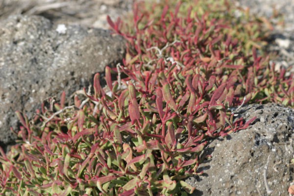 Galapagos_Land_D80147.jpg