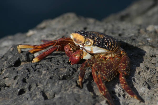 Galapagos_Land_D80157.jpg