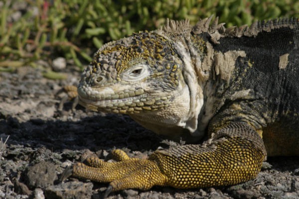 Galapagos_Land_D80179.jpg