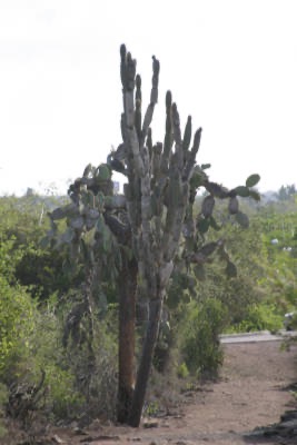 Galapagos_Land_D80205.jpg