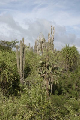 Galapagos_Land_D80206.jpg