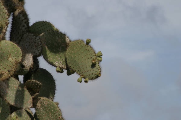 Galapagos_Land_D80207.jpg