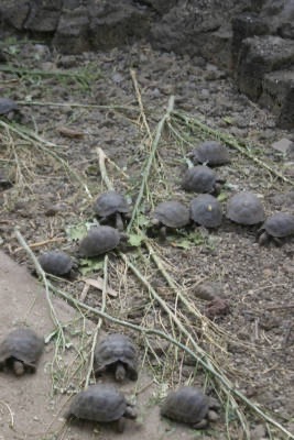 Galapagos_Land_D80213.jpg