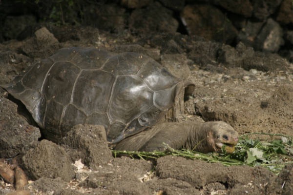 Galapagos_Land_D80221.jpg