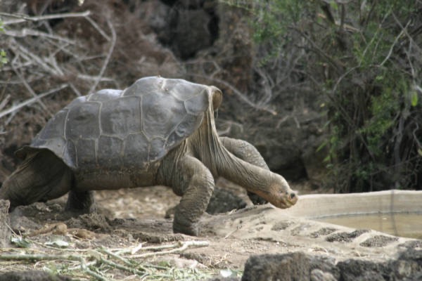 Galapagos_Land_D80259.jpg