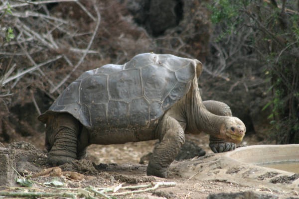 Galapagos_Land_D80267.jpg