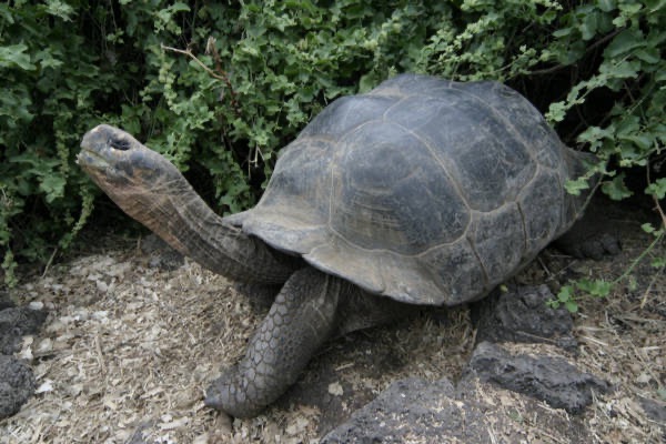 Galapagos_Land_D80294.jpg