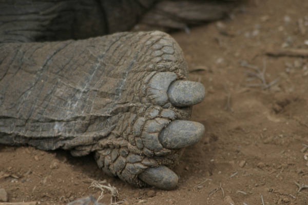 Galapagos_Land_D80320.jpg