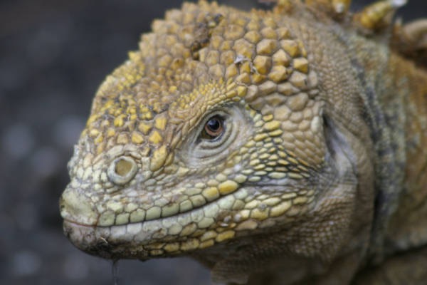 Galapagos_Land_D80329.jpg