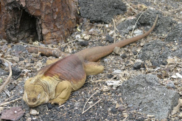 Galapagos_Land_D80334.jpg