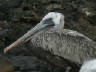 th_Galapagos_Land_D70148.jpg