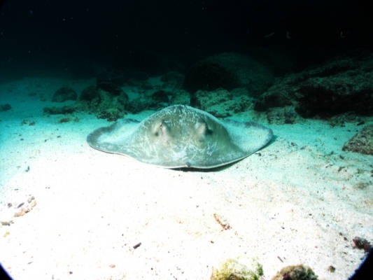 Galapagos_UW_D20046.jpg