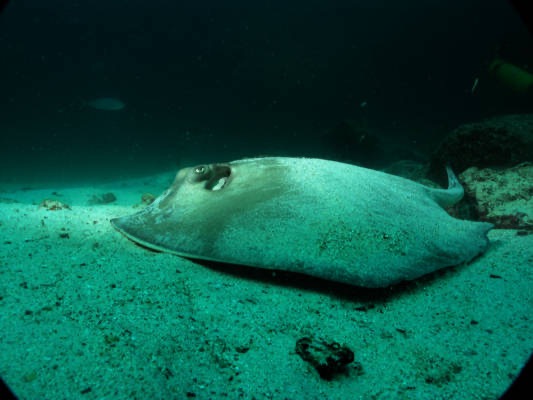 Galapagos_UW_D20051.jpg