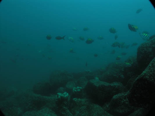 Galapagos_UW_D20094.jpg