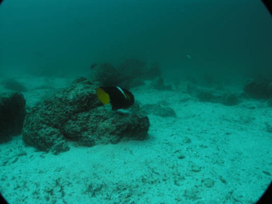 Galapagos_UW_D20097.jpg