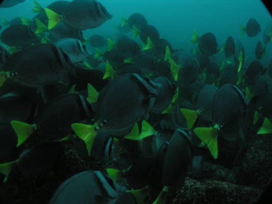 Galapagos_UW_D20106.jpg