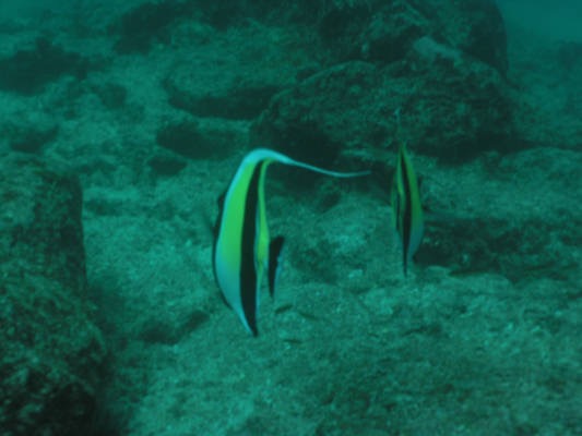 Galapagos_UW_D20107.jpg