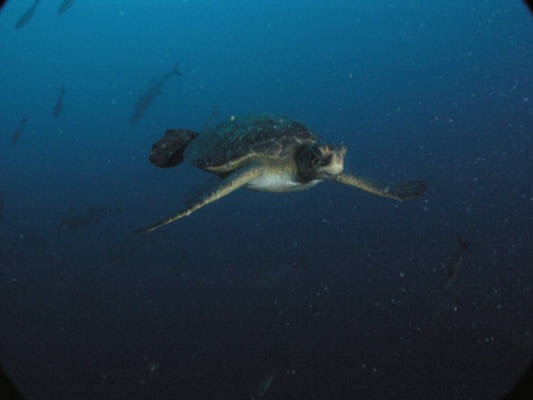 Galapagos_UW_D30098.jpg