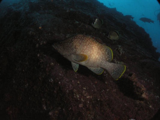 Galapagos_UW_D30118.jpg