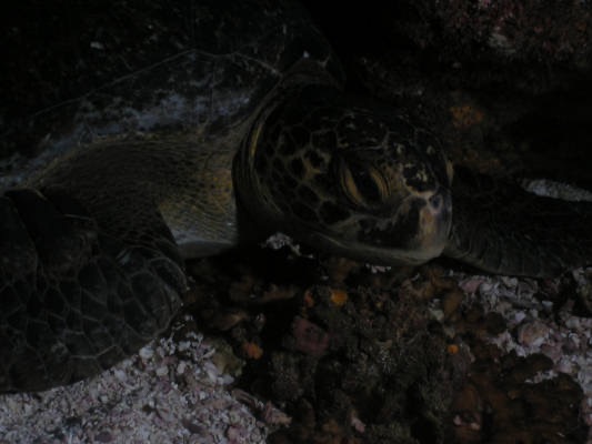 Galapagos_UW_D30120.jpg