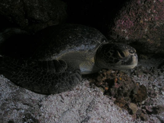 Galapagos_UW_D30122.jpg