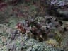 th_Galapagos_UW_D10005.jpg