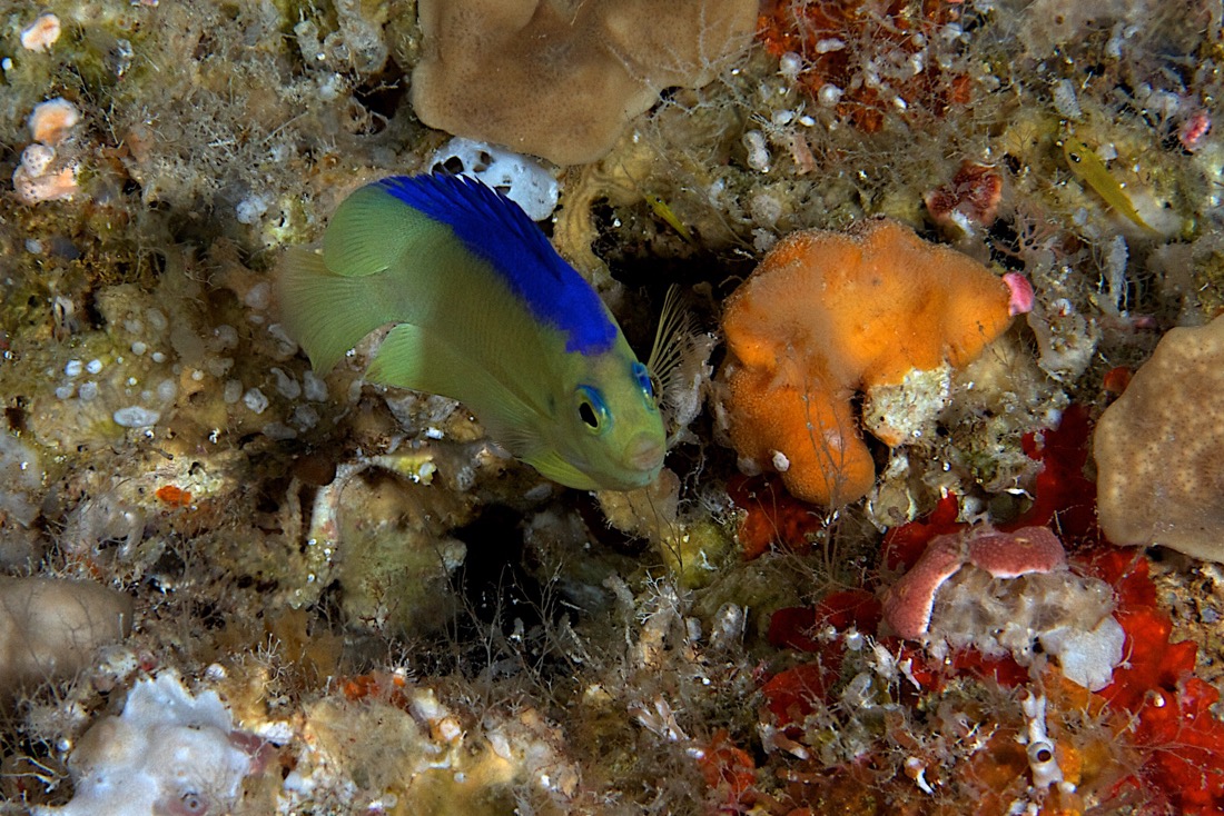 Palau2011D5D1 14 2011-07-14.jpg