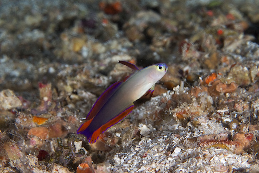 Palau2011D5D1 21 2011-07-14.jpg