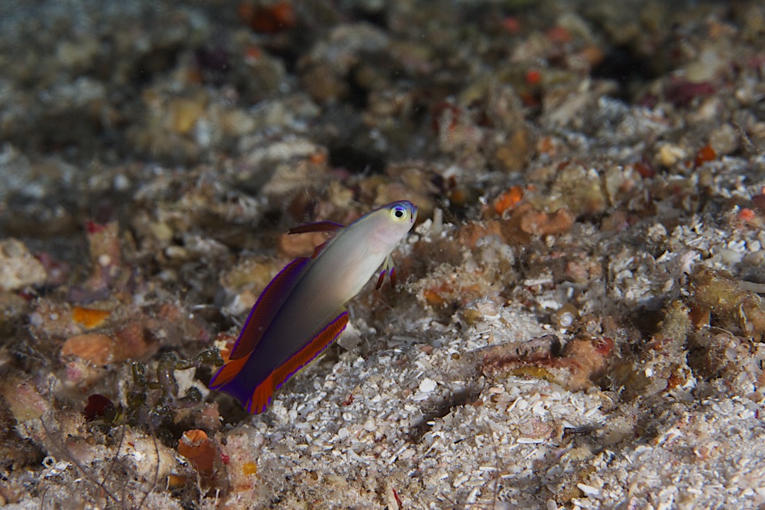 Palau2011D5D1 22 2011-07-14.jpg