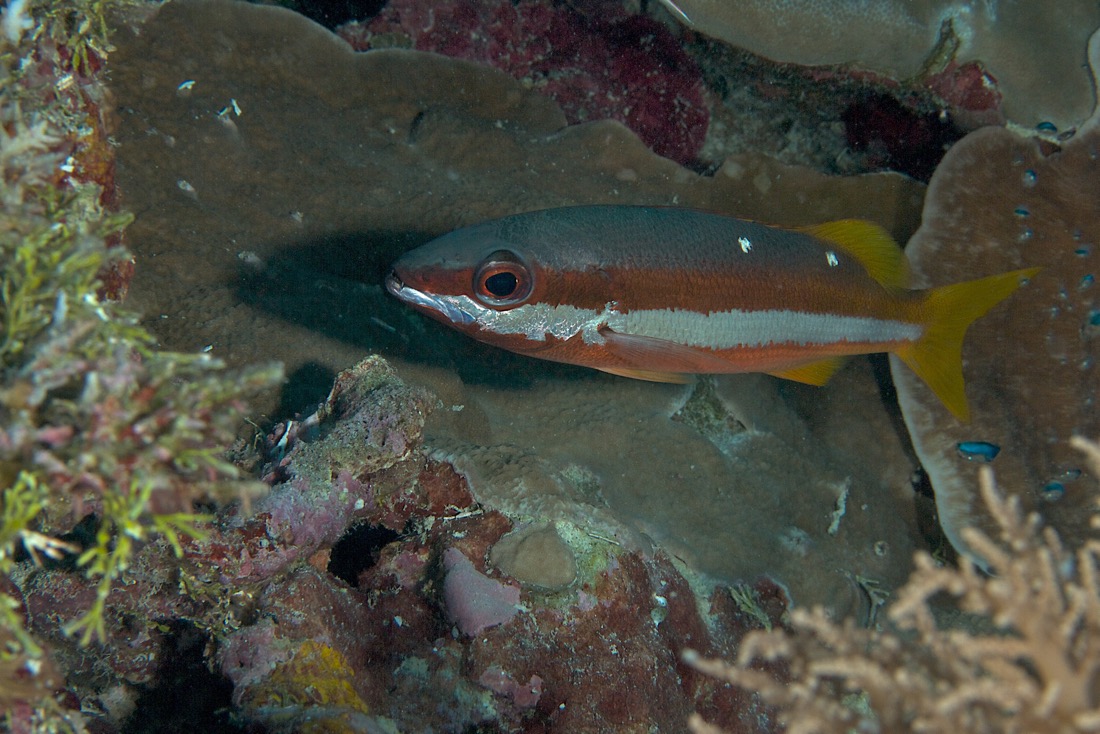 Palau2011D5D1 24 2011-07-14.jpg