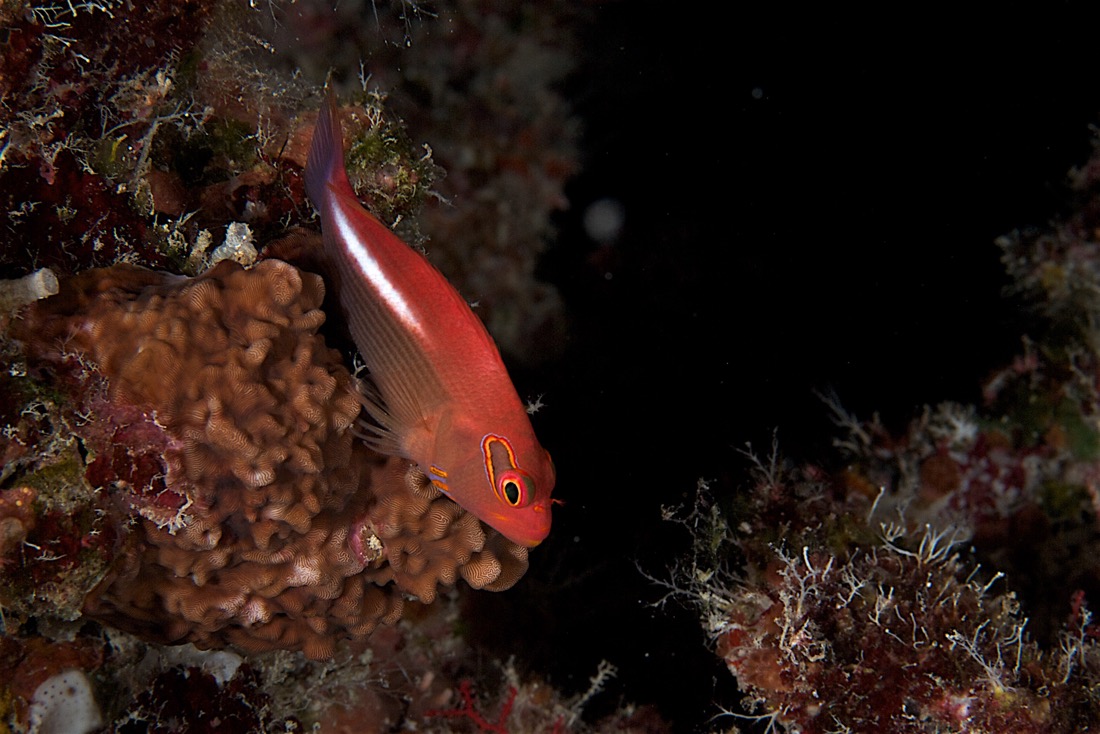 Palau2011D5D1 25 2011-07-14.jpg