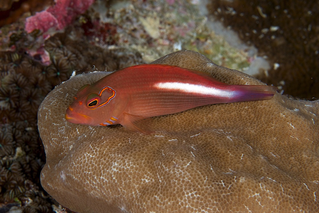 Palau2011D5D1 46 2011-07-14.jpg