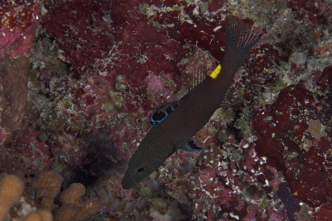 Palau2011D5D1 51 2011-07-14.jpg