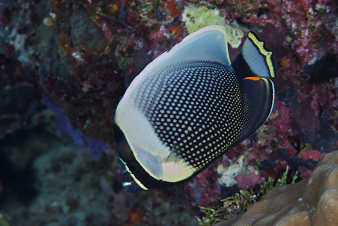 Palau2011D5D1 53 2011-07-14.jpg