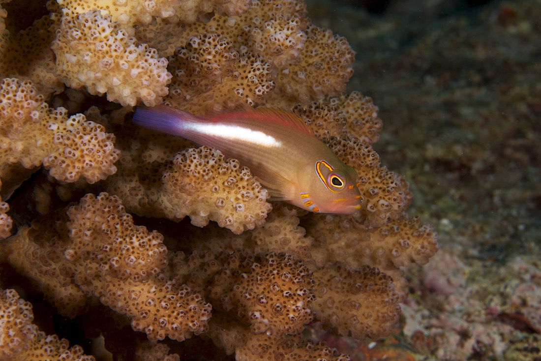 Palau2011D5D1 58 2011-07-14.jpg